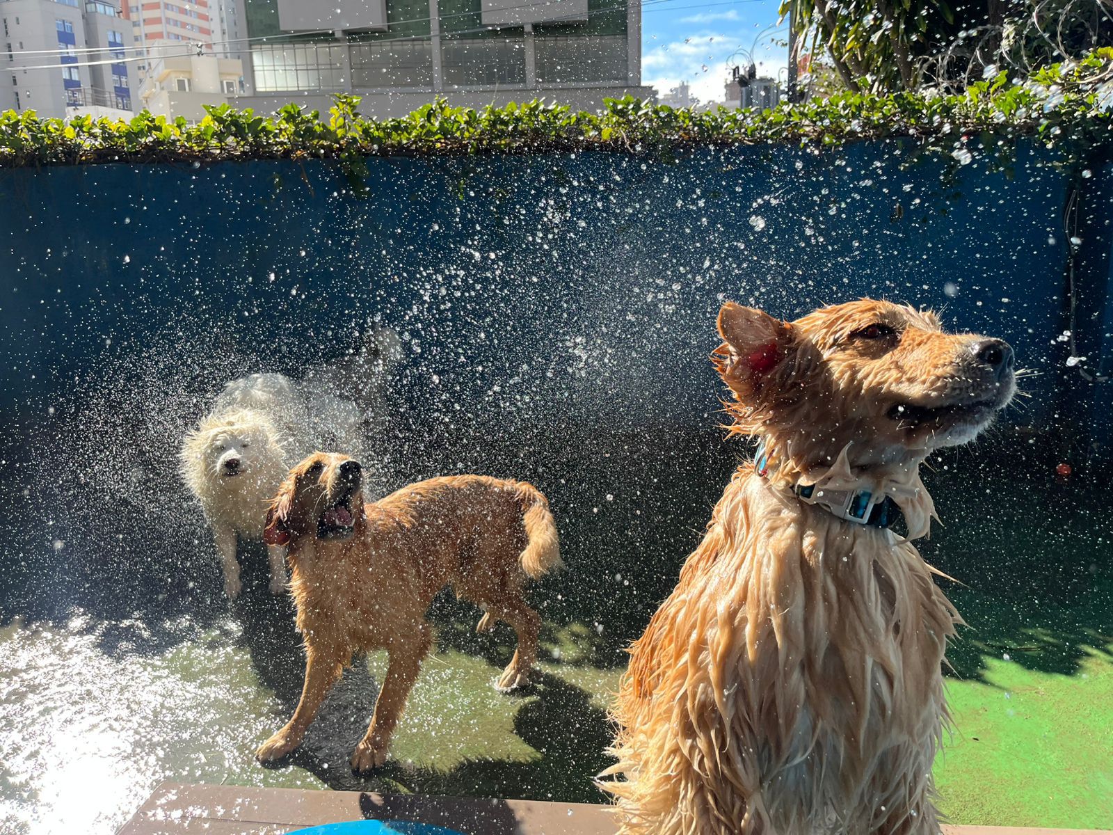Cães sendo banhados com técnicas de manejo positivo na Educãodo