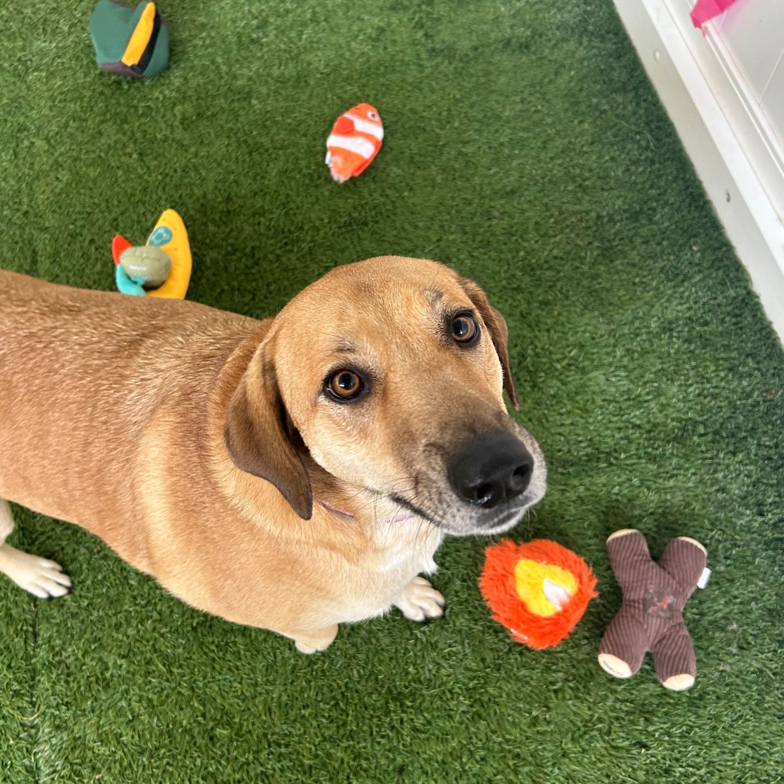 Cão explorando o ambiente da creche canina durante o período de adaptação