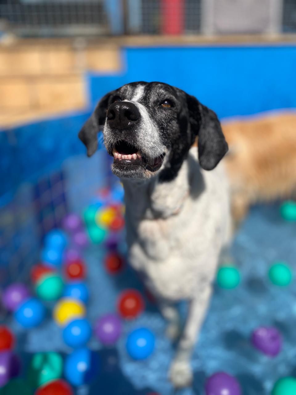 Creche canina Educãodo no Jardim América, Belo Horizonte