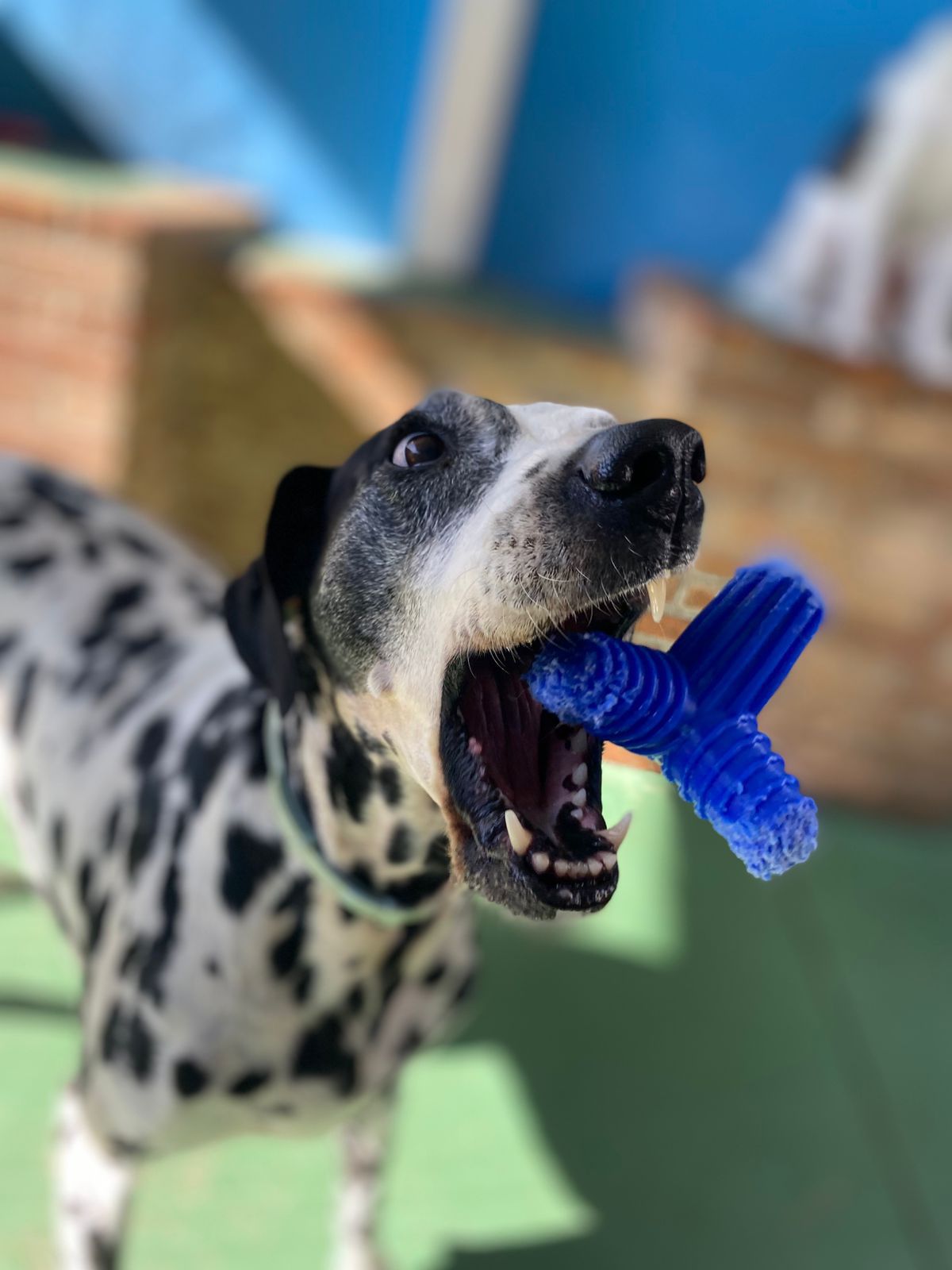 Dálmata feliz no hotel da Educãodo BH