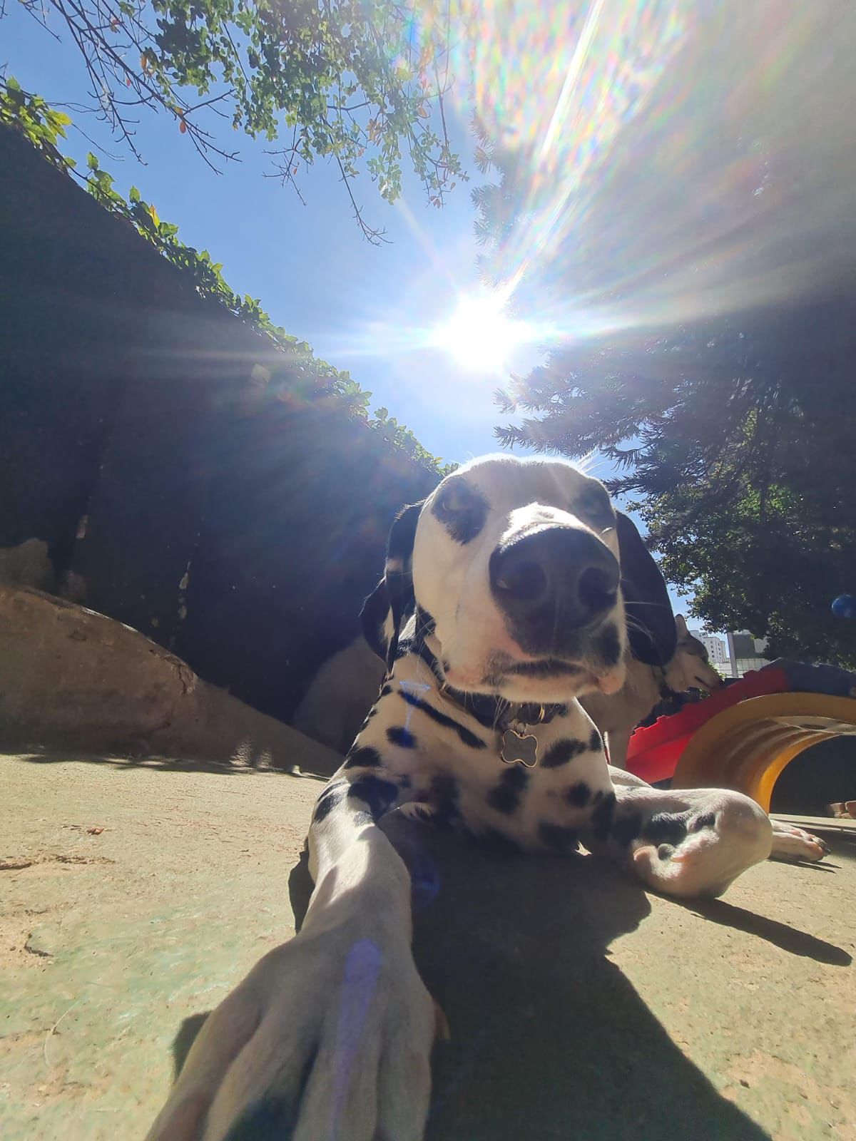 Cão em avaliação comportamental na Educãodo — creche canina em Belo Horizonte