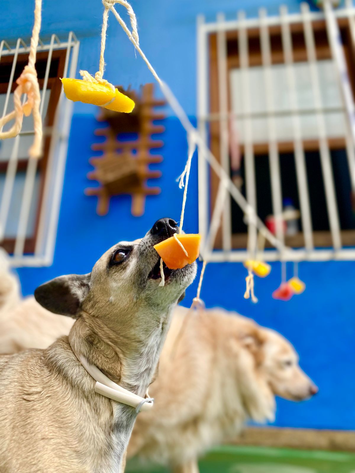Cão descansando no hotel para cães da Educãodo em Belo Horizonte