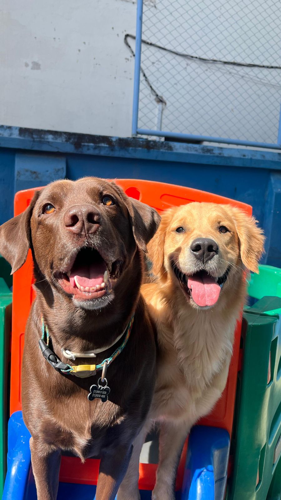Labrador e golden sorrindo na Educãodo