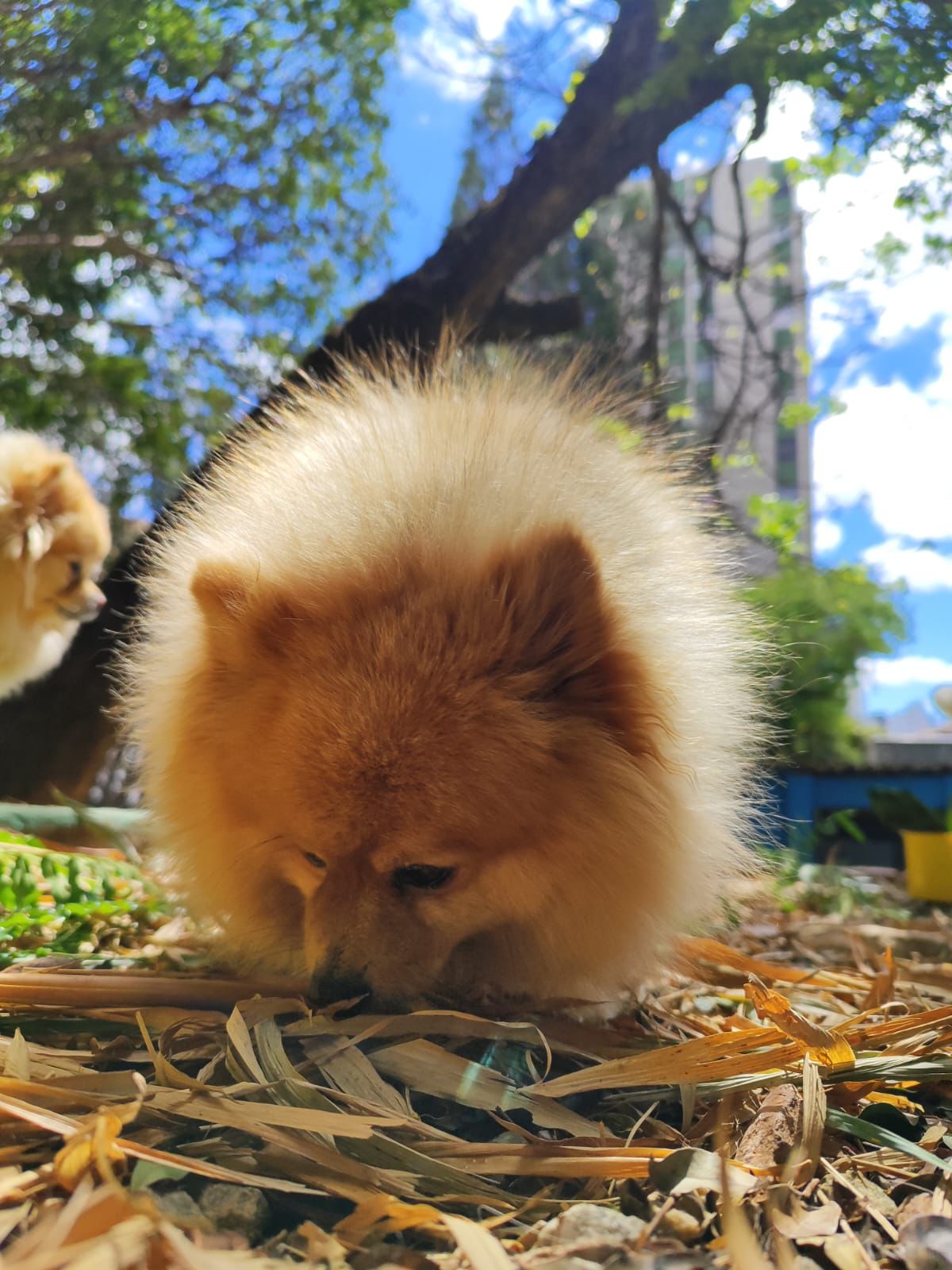 Cão feliz em ambiente urbano — bem-estar canino em Belo Horizonte