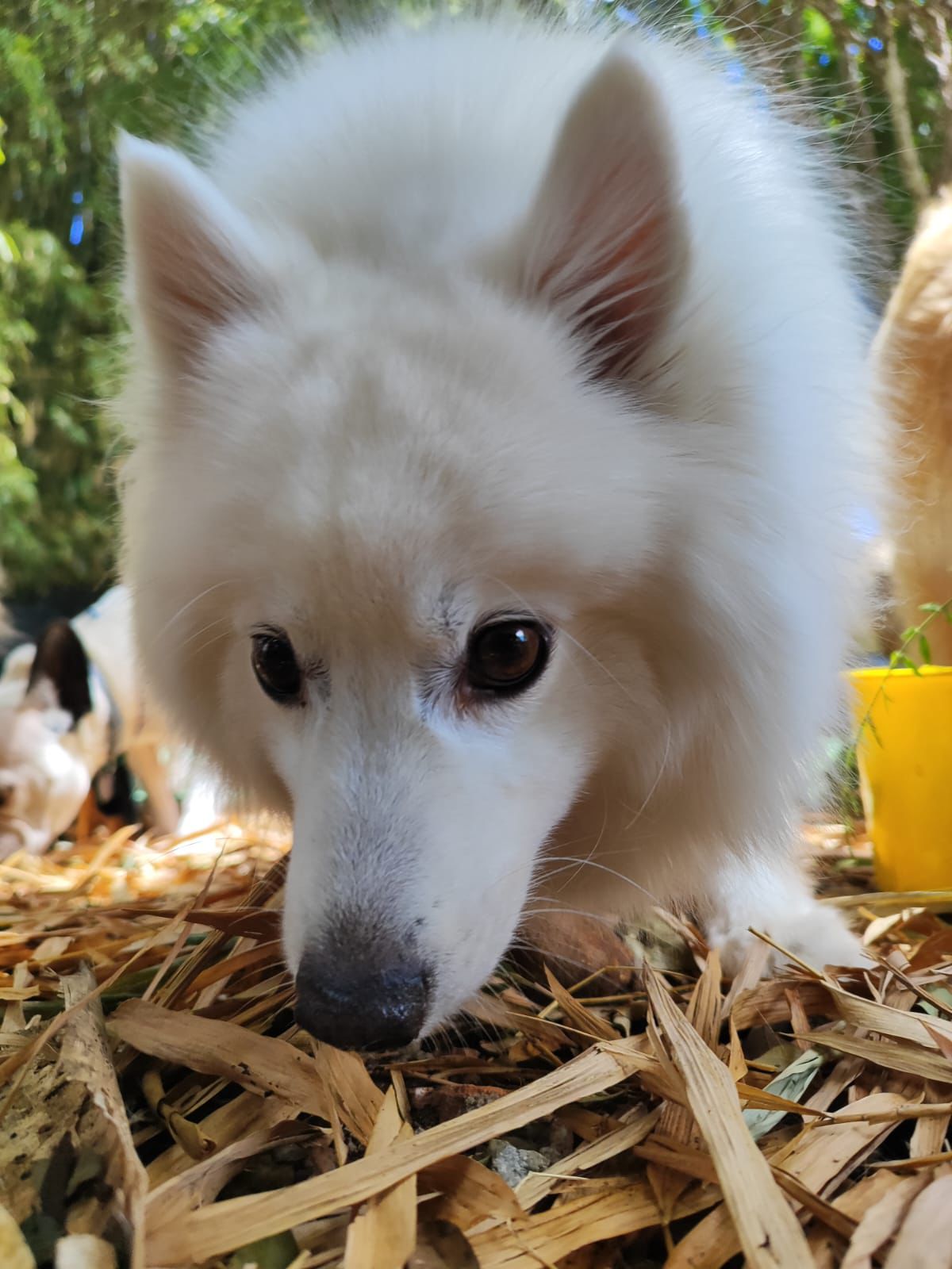 Cão se adaptando à creche canina da Educãodo em Belo Horizonte